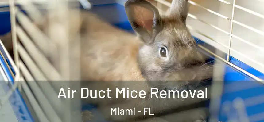 Air Duct Mice Removal Miami - FL